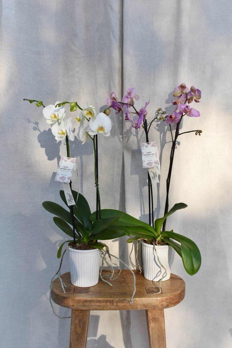 Orquídea phalaenopsis de 2 varas en base de cerámica blanca — Piarel para Día de las Madres