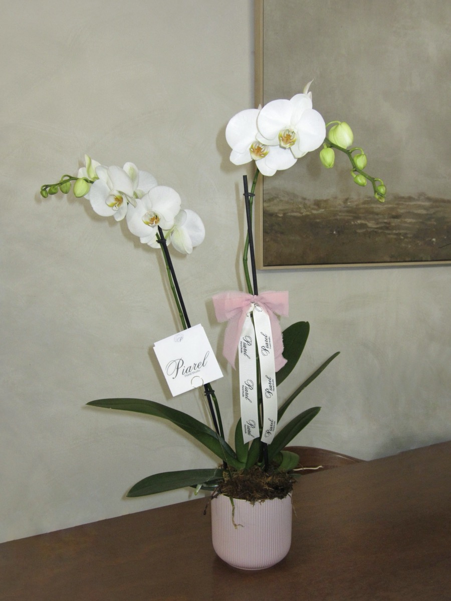 Orquídeas blancas en maceta de cerámica rosa — regalo floral premium Piarel Guadalajara